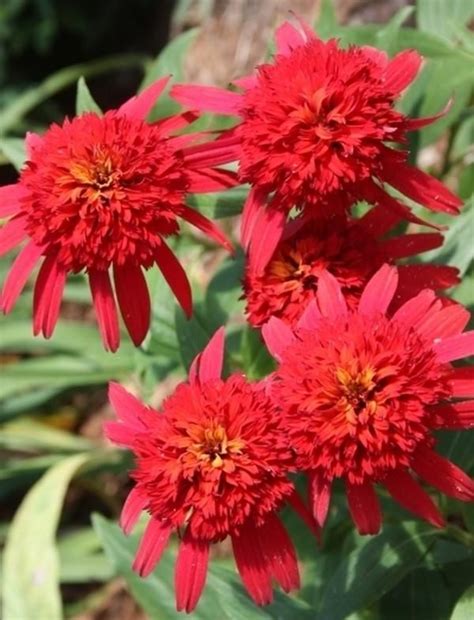 I quickly go over about 70 edible perennial or self reseeding plants that i am growing in zone 7a. Pin by sarabroadband on Best Soil for Gardening ...