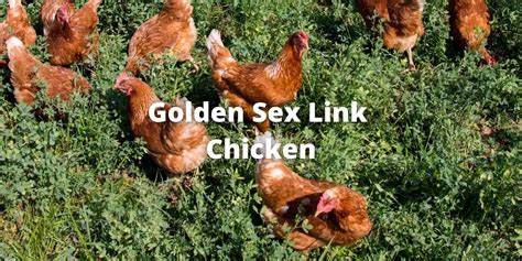 Golden Sex Link Chicken History Eggs Size Care Pictures