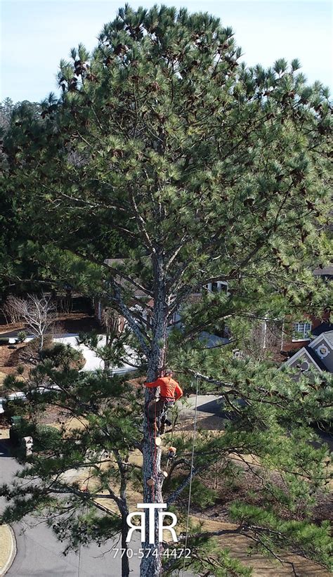 Top rated buford tree removal service. Tree Removal Georgia - Alpharetta Tree Removal - Georgia ...