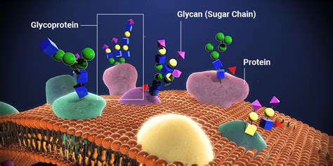 Check spelling or type a new query. Glycans and Cells | GlyTech, Inc.