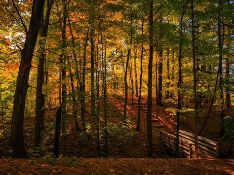 A Walk In The Woods 20 Stunning Nature Photos From Across Canada