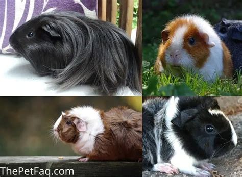 Meet The 13 Guinea Pig Breeds A Full Overview With Pictures Thepetfaq