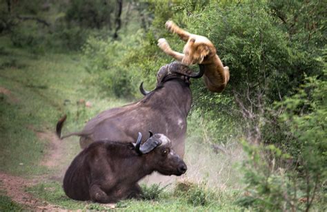 Lion Gets A Nasty Surprise Mid Meal