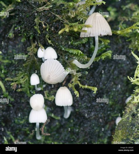 White Mushrooms Growing On A Tree Trunk Costa Rica Puntarenas Province