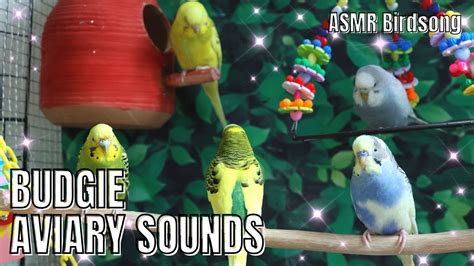 Happy Budgies Sounds Part 17 Birdsounds Budgies Parakeet Lovebirds