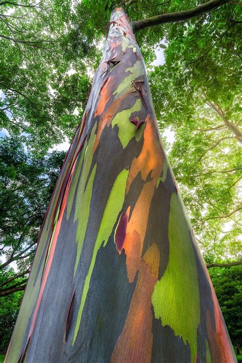 Rainbow Eucalyptus Tree Fine Art Print Big Island Hawaii Etsy