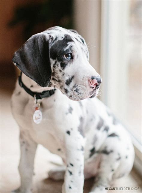 Great Danes Are Seriously The Most Beautiful Puppies Ever