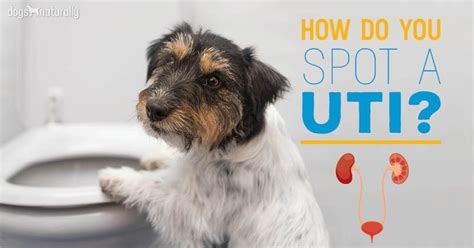 Dog Uti The O Guide