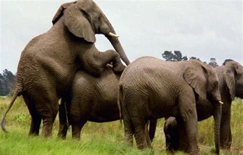 The African Elephant Discover The Worlds Largest Land Animal