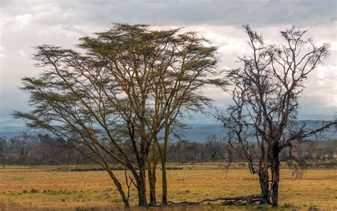 Akazien Baum Der Afrikanischen Landschaft Stock Fotos Laden Sie 31
