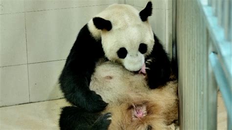 Chinas Panda Breeding Base Welcomes Its First Newborn Cub Of 2020 Cgtn