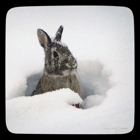 Snow Bunny Winter Art Winter Decor Rabbit Art By