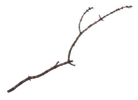 Premium Photo Single Dry Tree Branch Isolated On White Background