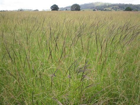 The nsw environmental trust is one of the cash contributors to the national project 'underpinning agricultural productivity and biosecurity by weed biological control' supported by the australian government programme rural research and development for profit (rrnd4p) (round. Giant rats tail grass| Cape York Natural Resource Management