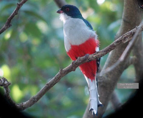 The Cuban Trogan Is Cubas National Bird In The Red White And Blue Of