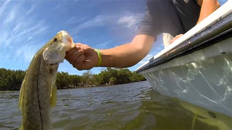 Southwest Florida Inshore Slam Speckled Trout Snook And Redfish