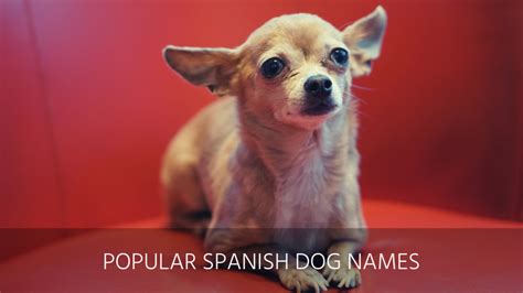 There are literally hundreds of options available in spanish for boy dogs, making it nearly impossible to sort through them all! Ultimate List of the Top 300+ Spanish Dog Names - Funny ...