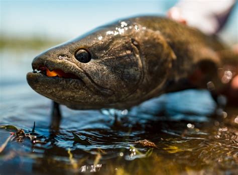 Freshwater Wolf Fish Species