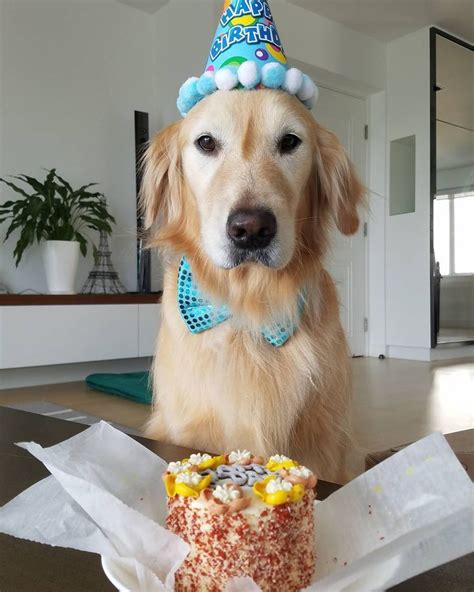Fansu Happy Birthday Dog Dog Birthday Golden Retriever