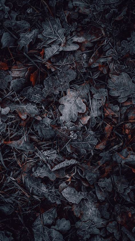 Macro Photography Of Gray And Brown Leaves Iphone Wallpapers Free Download