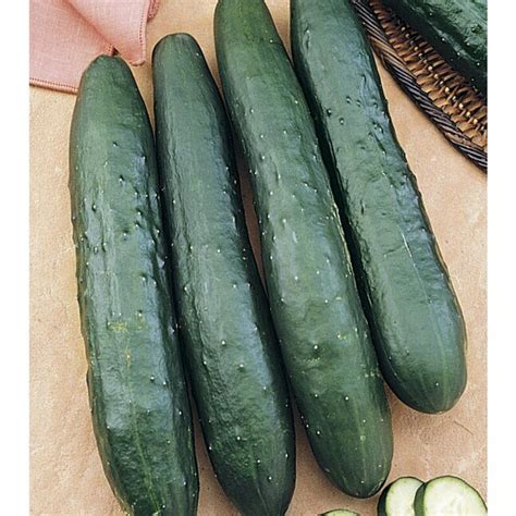 Nk Tasty Green Hybrid Cucumber Plant In At