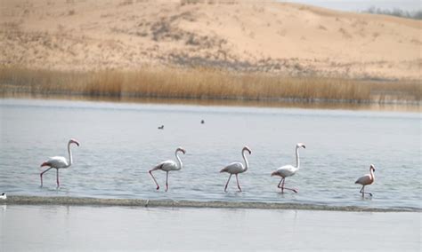 Flamingos Rest By Lake In Ulan Buh Desert Inner Mongolia Global Times