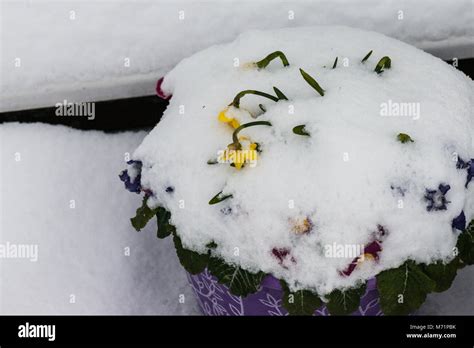 Daffodils And Pansies In A Pot Covered In Snow Stock Photo Alamy
