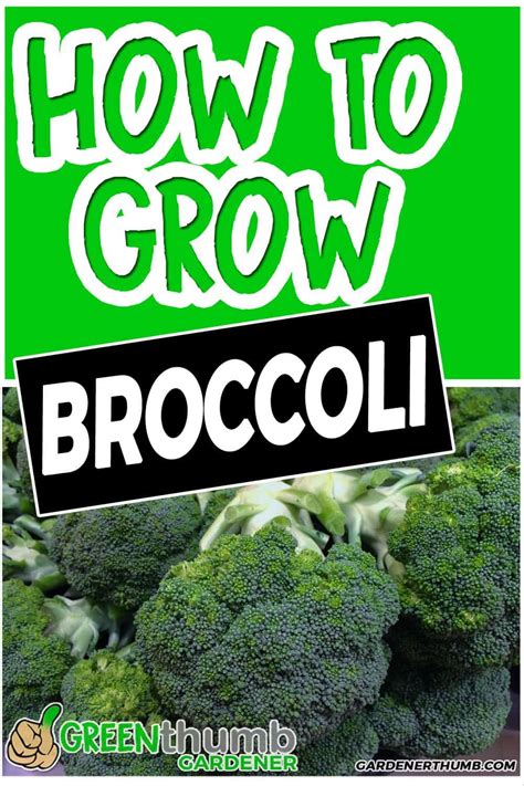 Growing Broccoli From Seed To Stir Fry Growing Broccoli Grow