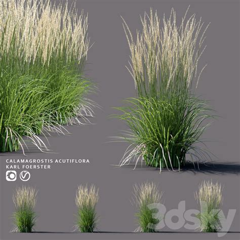 3d Models Grass White Reed Grass Calamagrostis Acutiflora Karl