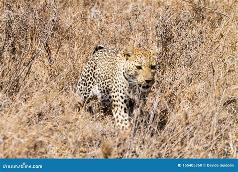 Leopard From Serengeti National Park Tanzania Africa Stock Photo