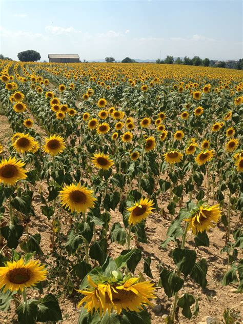 Sunflower Field Provence France Photo Linda Bjorling Sunflower