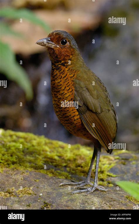 Giant Antpitta Juvenile Antpittas Are Generally Shy Understory Forest