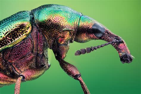 Incredible High Quality Macro Photography of Insects [20 Pics] | I Like ...