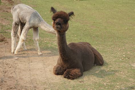 It's short and summarises the research into the mind. Brown Alpaca 28 - Penelope Peru Photography