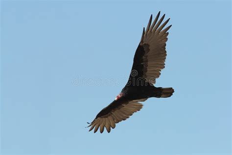 Turkey Vulture Soaring In The Sky Stock Photo Image Of Gray