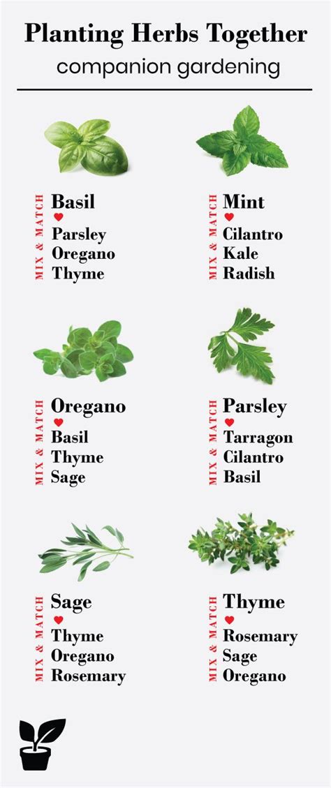 What Herbs Grow Well Together Companion Planting Herbs Patio Herb