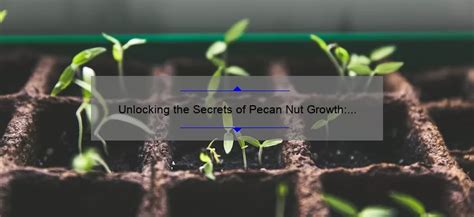 Unlocking The Secrets Of Pecan Nut Growth A Comprehensive Guide To The