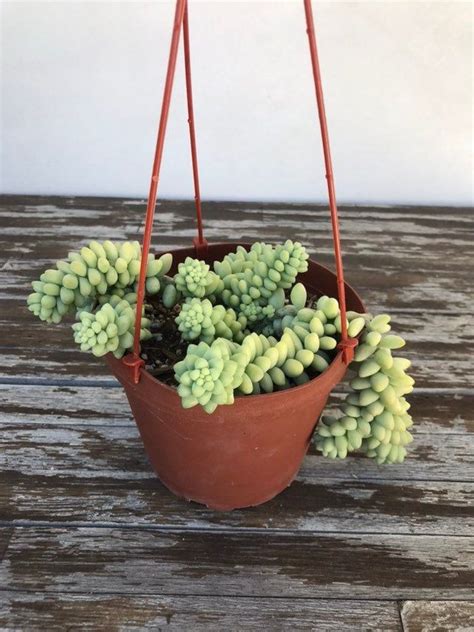 6 Hanging Burros Tail Succulent Hanging Donkey Tail Etsy Succulents