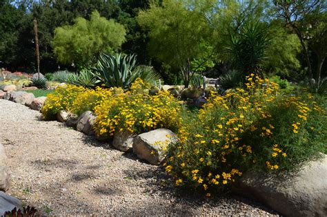 Southwestern Plants Southwestern Landscape Phoenix By Noelle