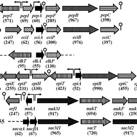Representative Biosynthetic Gene Clusters Of The Lantibiotics Produced