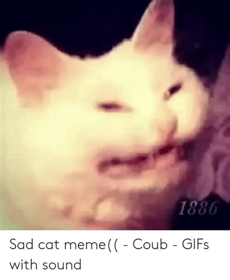 Sad Cat Meme Coub S With Sound Meme On Meme