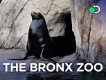 Watch The Bronx Zoo - Season 1 | Prime Video