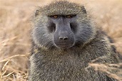 东非狒狒：又称橄榄狒狒（全身呈现橄榄色的猴子）_探秘志