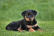 rottweiler, puppy, dog Wallpaper, HD Animals 4K Wallpapers, Images and ...
