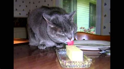 Cats Lick The Butter Sexy Fucking Images