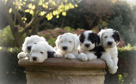 Animal Old English Sheepdog Hd Wallpaper By Cees