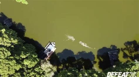Florida Drone Video Captures Swimmer Fighting Off Alligator Fox News