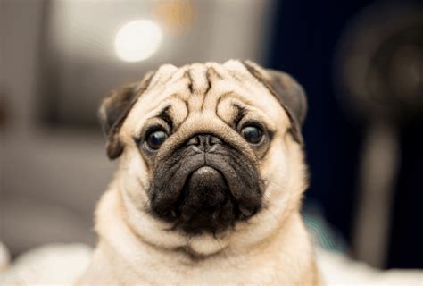 How Old Is The Oldest Living Pug