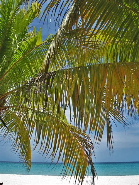 Online Crop Hd Wallpaper Palm Trees Beach Jamaica Paradise