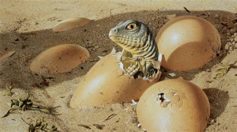 40 Amazing Pictures Of Baby Animals Hatching Eggs Four Paw Square